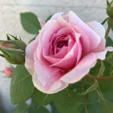 Rosa 'Domaine De Courson'