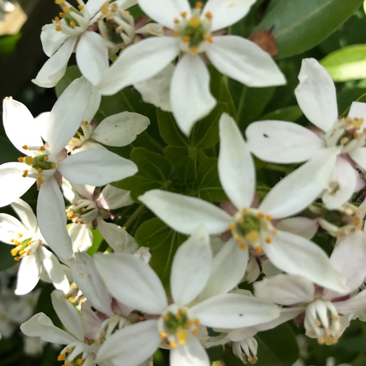 plant image 390661