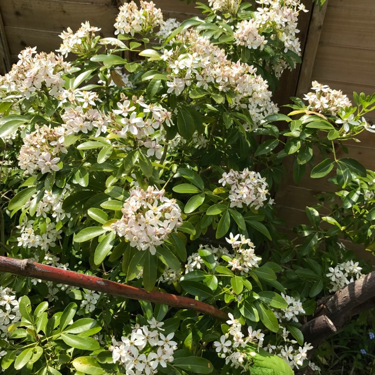 plant image 390664