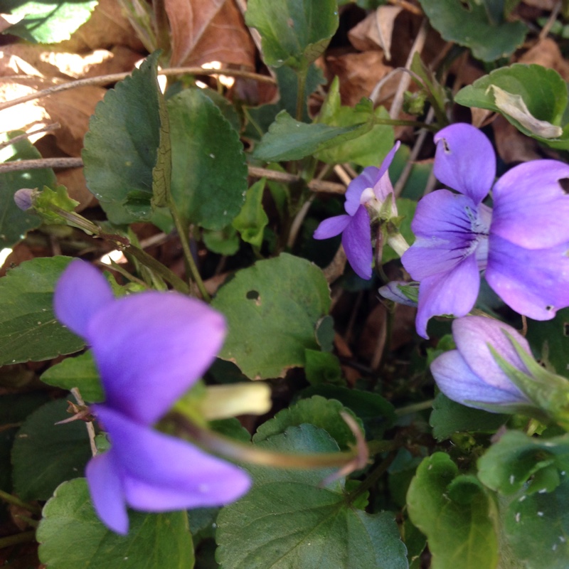 Plant image Viola riviniana 'Purpurea'