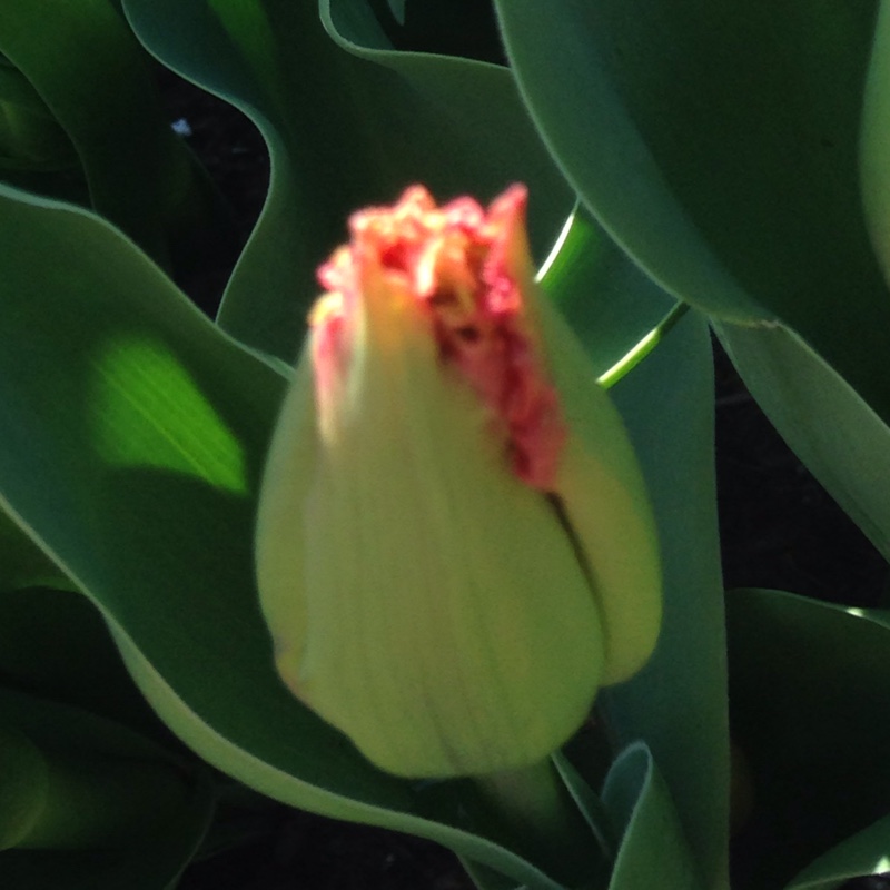 plant image 44073 plant image 44073