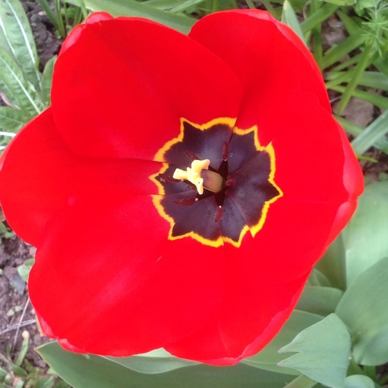 plant image 44476 plant image 44476