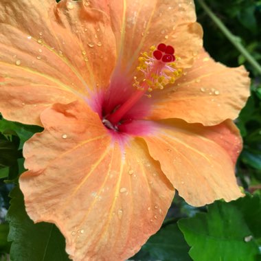 Hibiscus