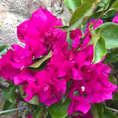 Bougainvillea