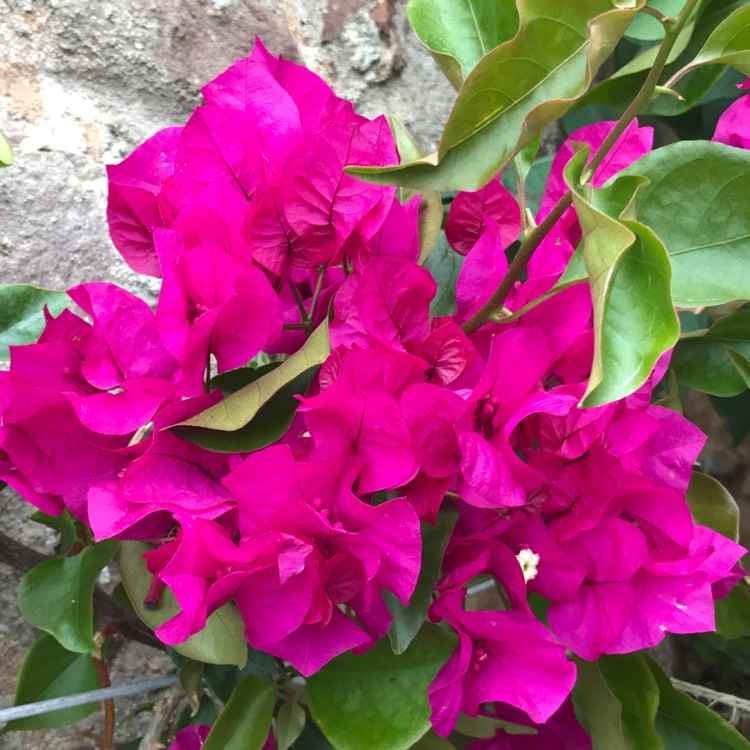 plant image 482184