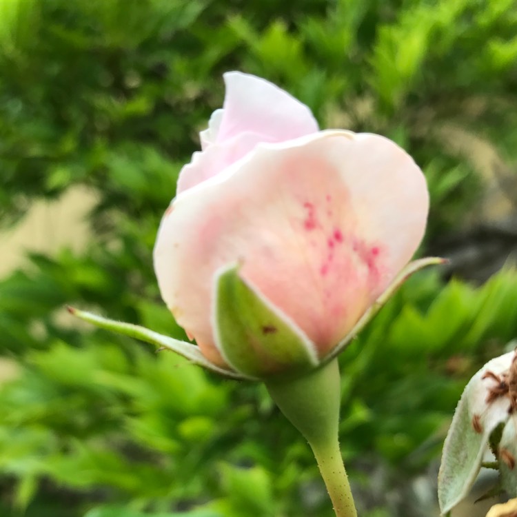 plant image 505345