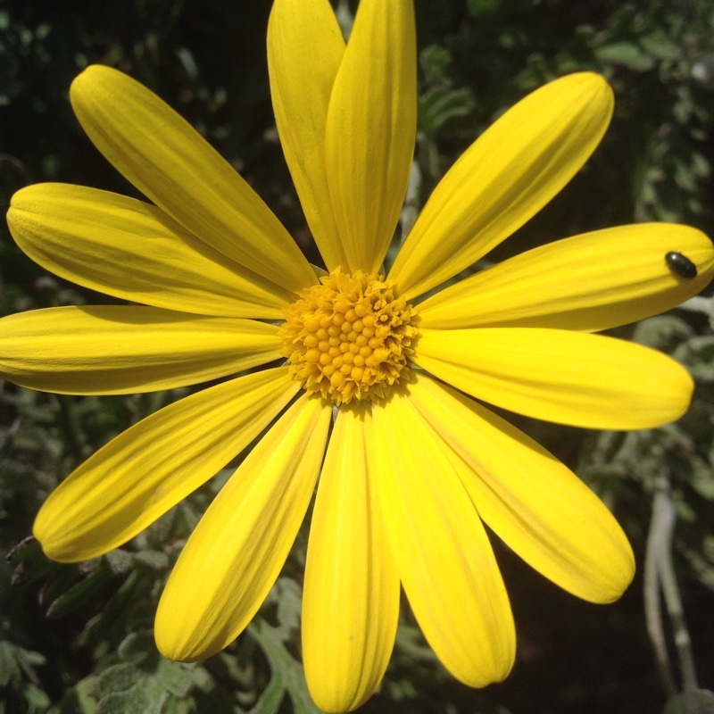 Euryops pectinatus 'Silver Star'