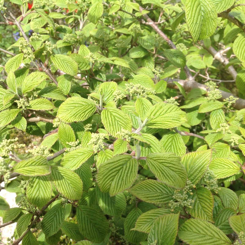 Plant image Viburnum davidii