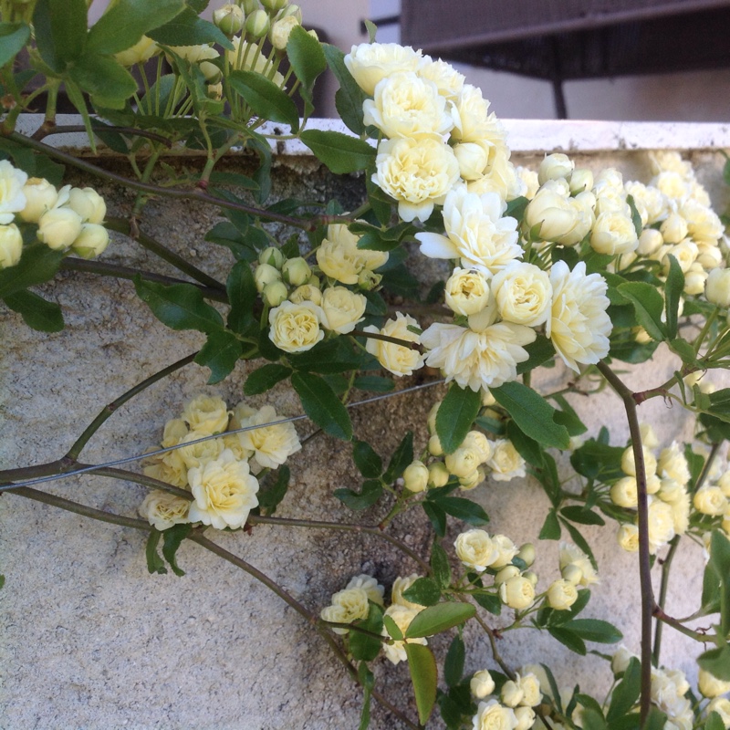 Rosa banksiae 'Lutea'