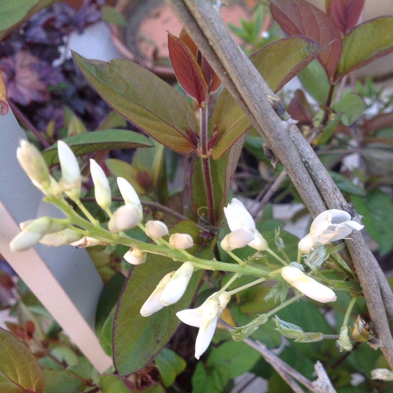 Plant image Wisteria sinensis 'Alba'