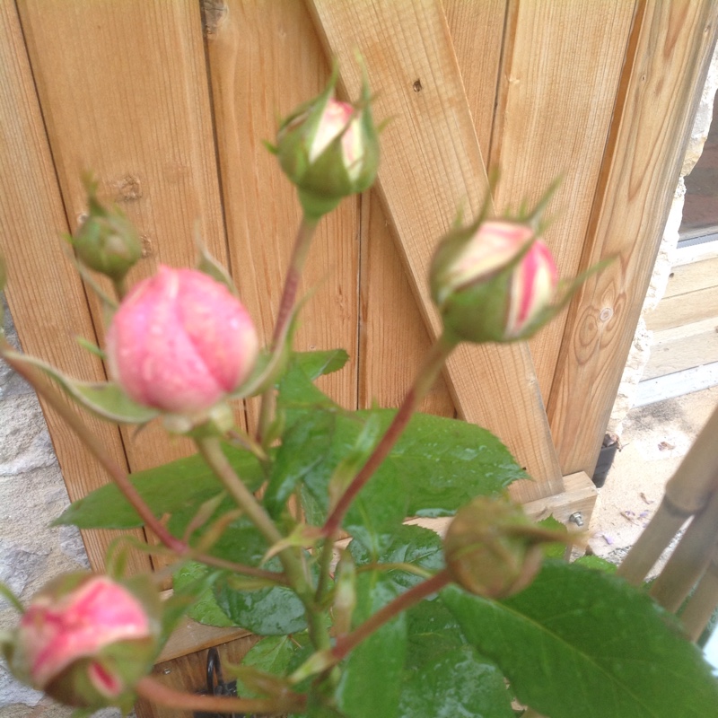 Plant image Rosa 'Meiviolin' syn. Rosa 'Eden Rose 88', Rosa 'Eden Rose 85', Rosa 'Pierre De Ronsard'
