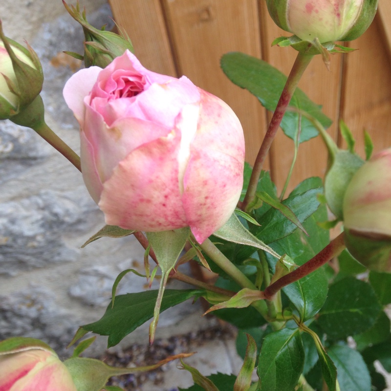 Plant image Rosa 'Meiviolin' syn. Rosa 'Eden Rose 88', Rosa 'Eden Rose 85', Rosa 'Pierre De Ronsard'
