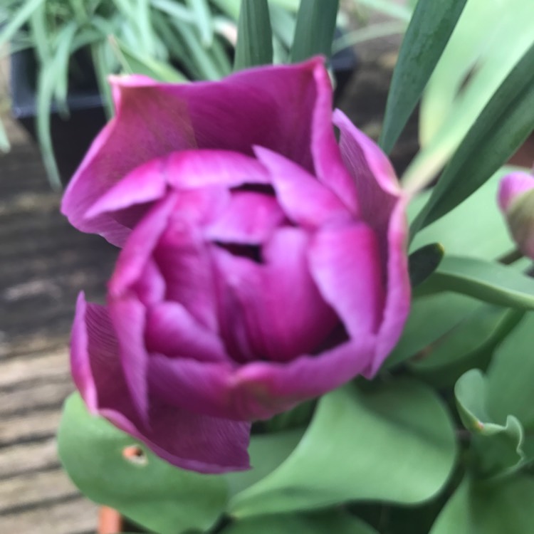 plant image 647695 plant image 647695