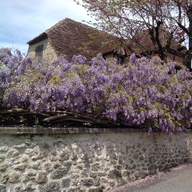 Wisteria floribunda