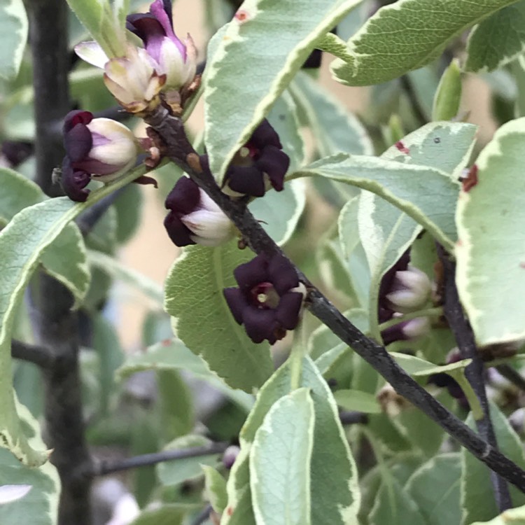 Plant image Pittosporum tenuifolium 'Silver Sheen'