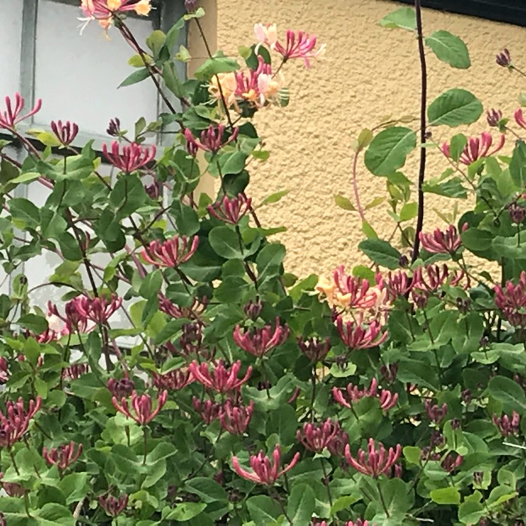 Plant image Lonicera periclymenum 'Serotina' syn. Lonicera periclymenum 'Florida'