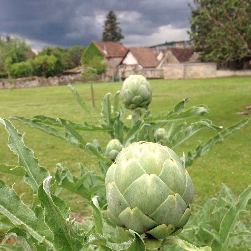 Cynara Scolymus
