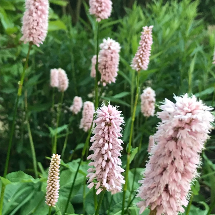 Plant image Persicaria bistorta