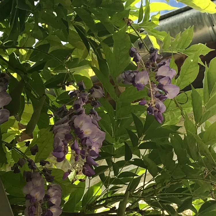 plant image 749752 plant image 749752