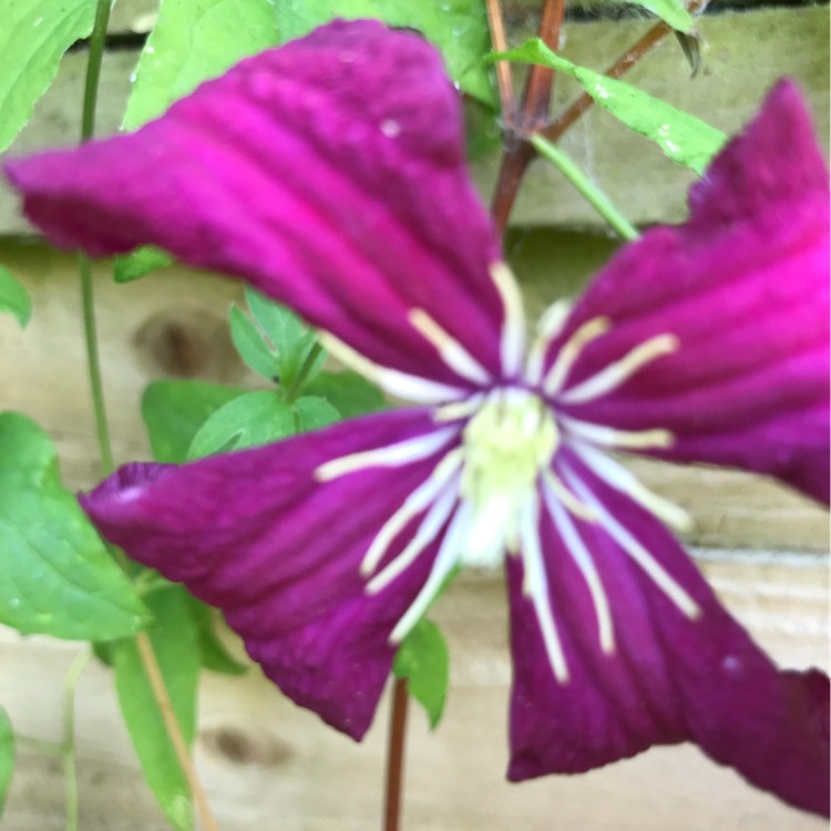 Plant image Clematis viticella 'Polish Spirit'