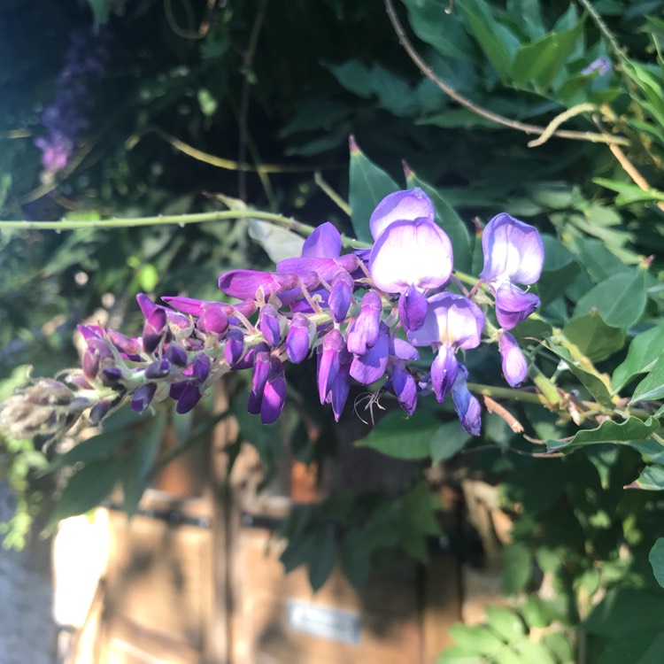 plant image 838460