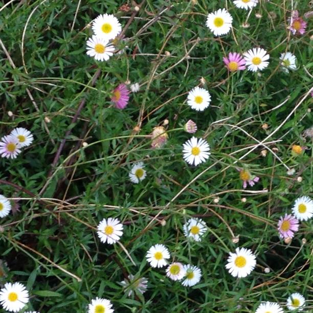 plant image 8519