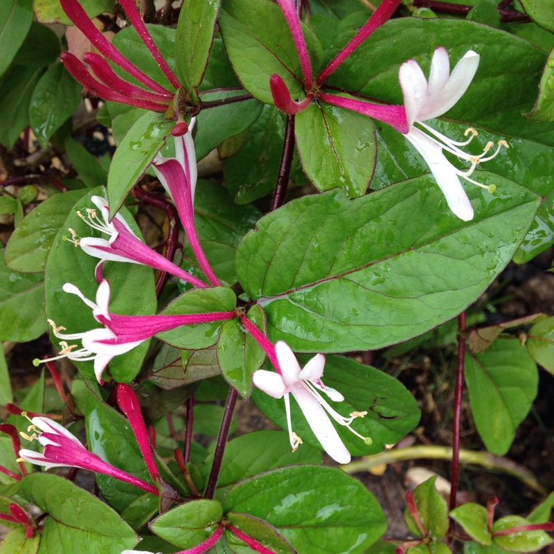 plant image 85923 plant image 85923