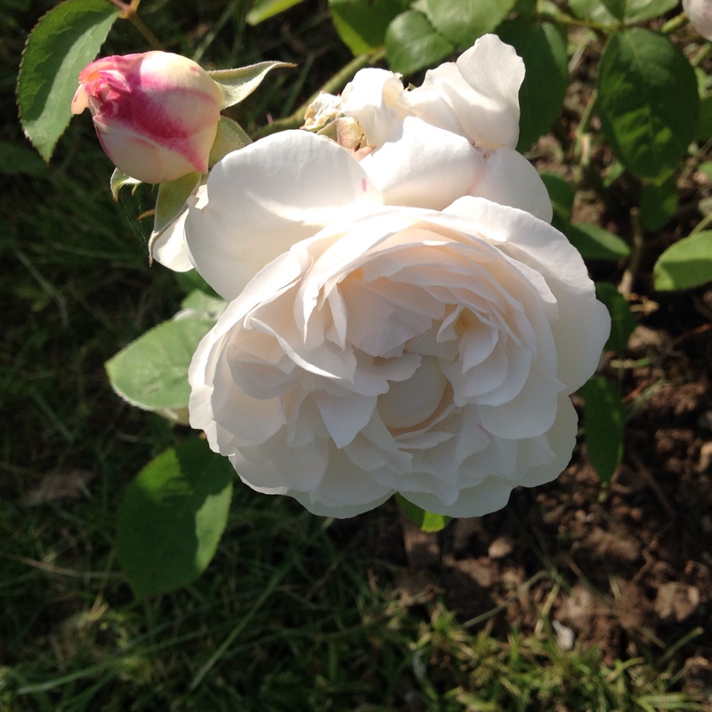 plant image 89044