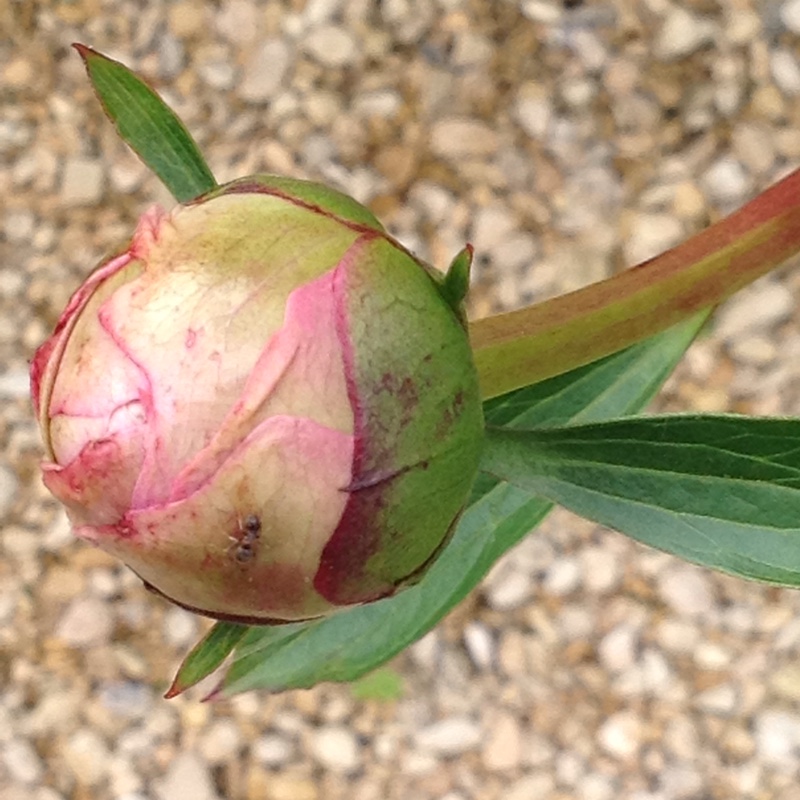 plant image 90805