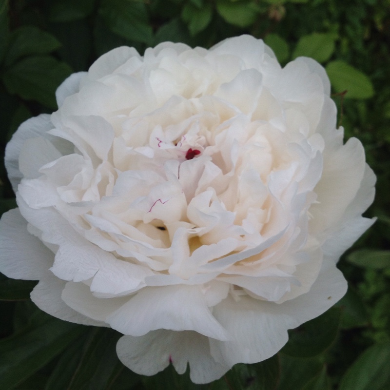 plant image 95350
