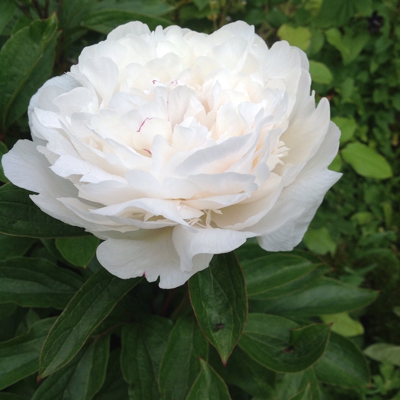 plant image 95353