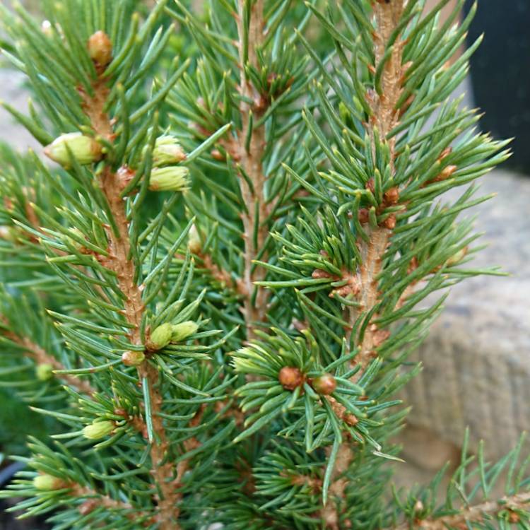 plant image 1262928