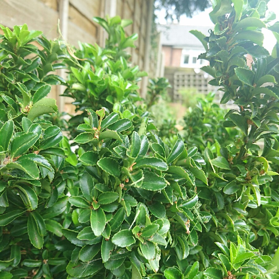 Plant image Euonymus japonicus 'Green Spire'
