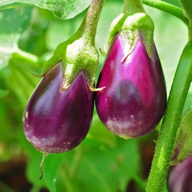 Aubergine 'Black Beauty'