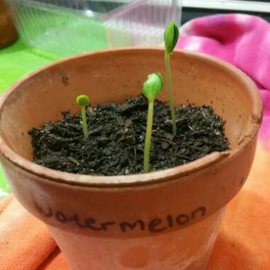 Watermelon