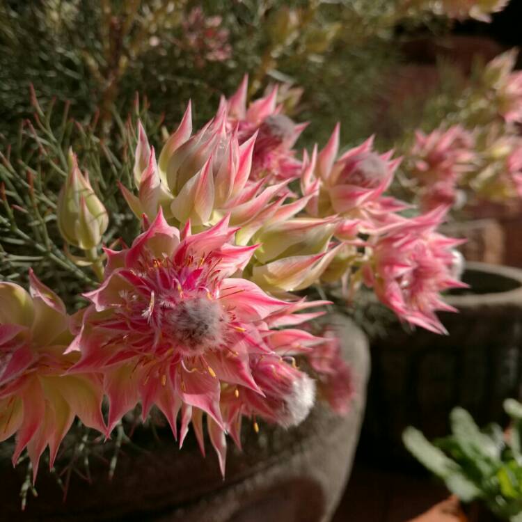 Plant image Serruria florida x 'Pretty N Pink'
