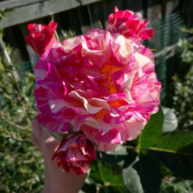 Rosa 'Maurice Utrillo'
