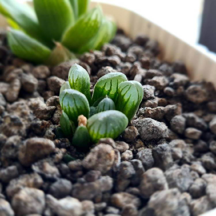Plant image Haworthia cooperi var. 'Obtusa'