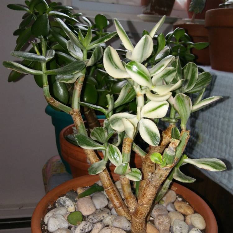 plant image 619196 plant image 619196