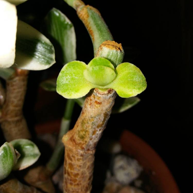 plant image 622305 plant image 622305