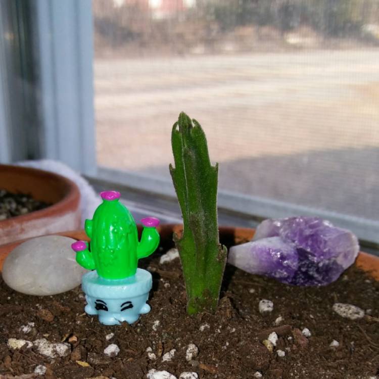 plant image 623965