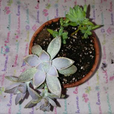 Sedum Burrito
