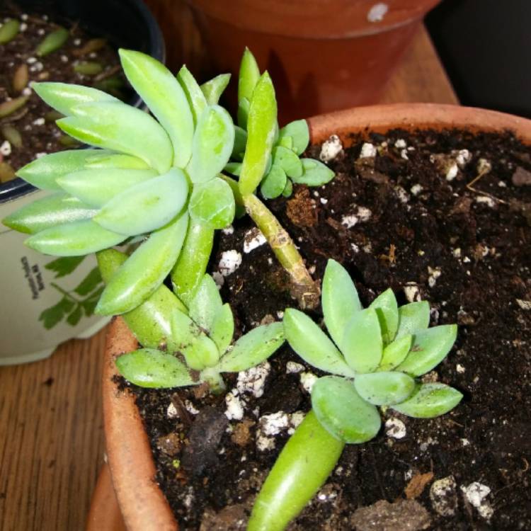 plant image 659495