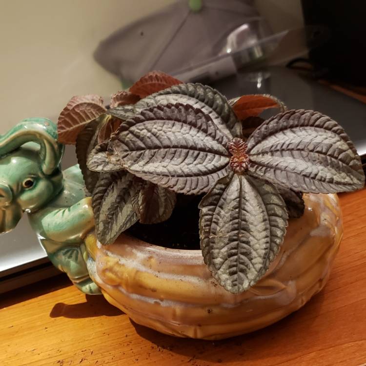 Plant image Pilea involucrata 'Norfolk'