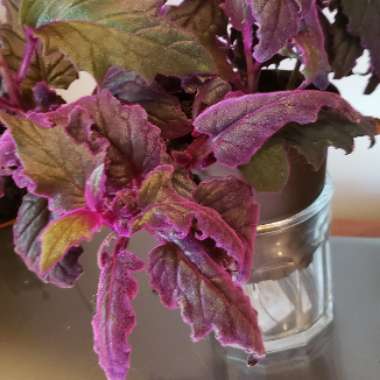 Gynura Aurantiaca 'Purple Passion'