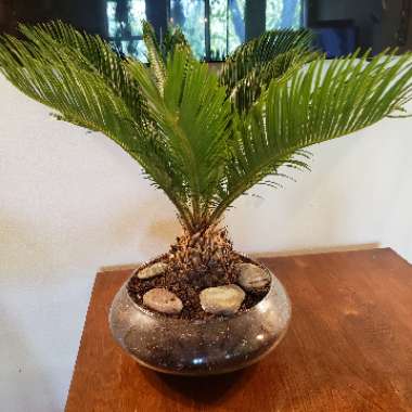 Cycas