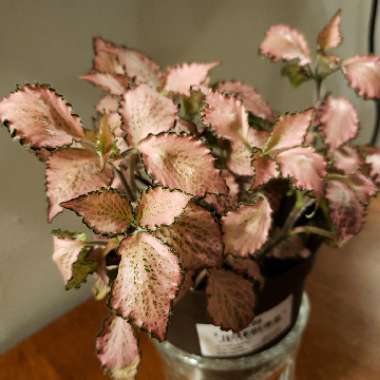 Fittonia Albivenis  'Frankie'