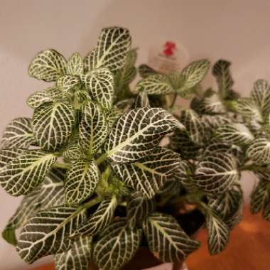 Fittonia argyroneura 'White Anne'