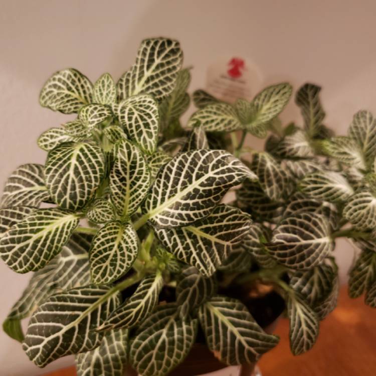 Plant image Fittonia argyroneura 'White Anne'