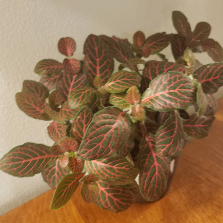 Plant image Fittonia agyroneura 'Mini Red Vein'